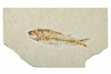 Fossil Fish (Knightia) - Wyoming #121028-1
